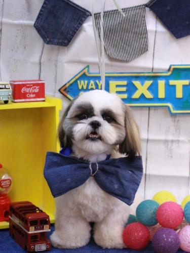 20230404みたらしちゃん